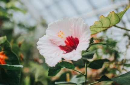 beautiful-exotic-flower-surrounded-by-greenery-botanical-garden