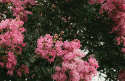 beautiful-shot-blooming-pink-sakura-tree