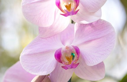 orchidea phalaenopsis