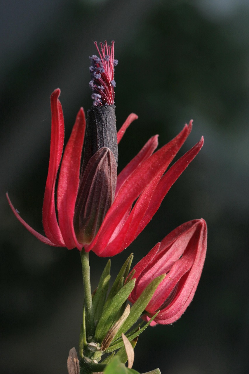 ornamental plant, blossom, bloom, bud, blossom, blossom, blossom, bloom, bloom, bloom, bloom, bloom, bud