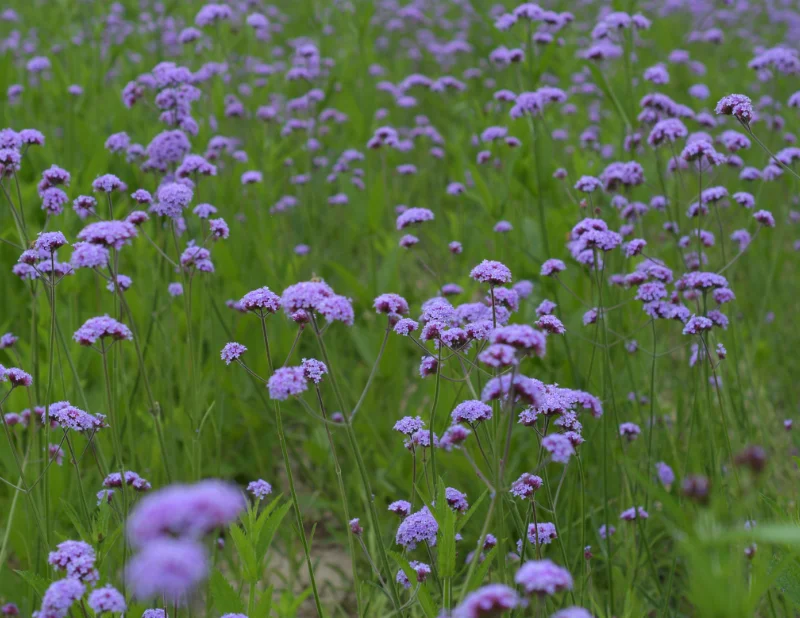 Verbena pulchella tappezzante