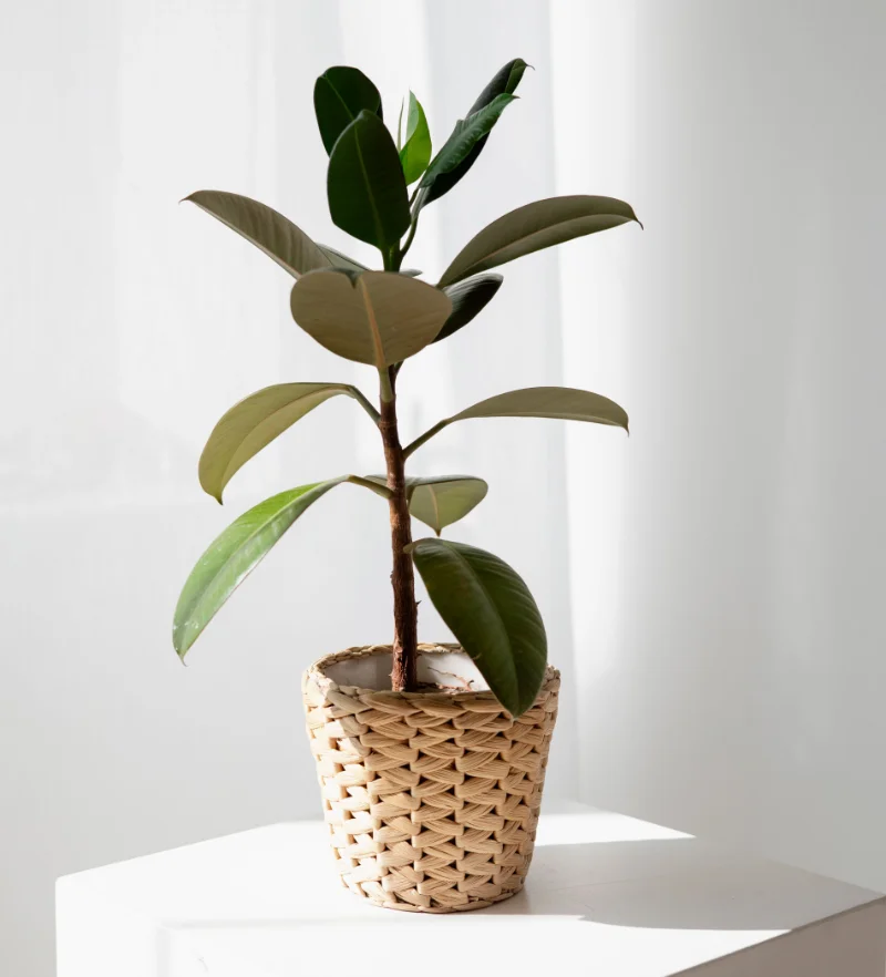 FICUS ELASTICA,ALBERO DEL CAUCCIU