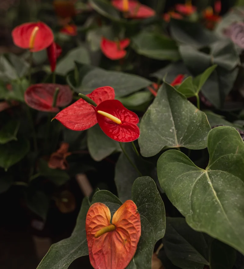 Anthurium