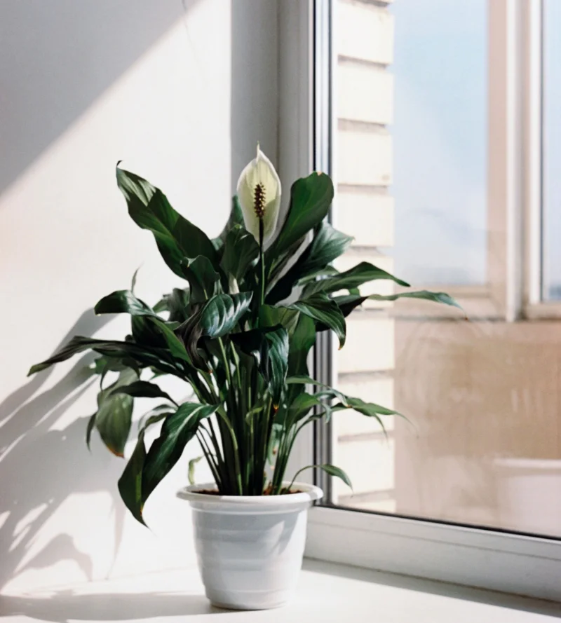Spathiphyllum