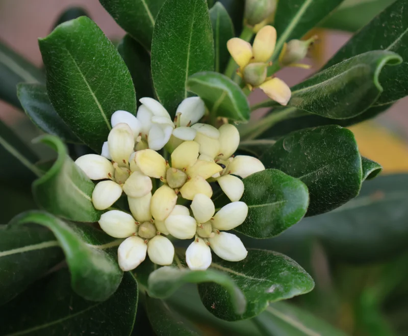 Pittosporum tobira