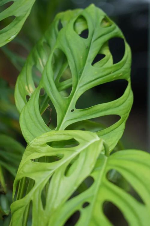 Monstera adansonii