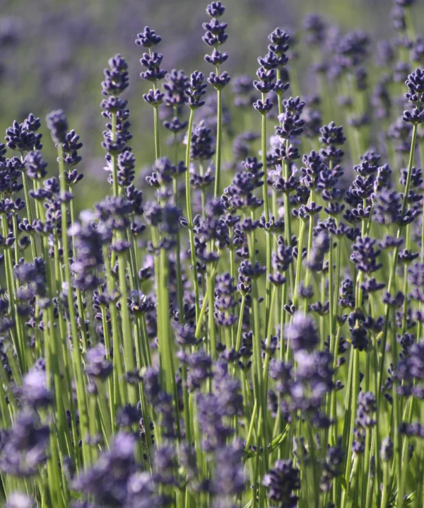 LAVANDA
