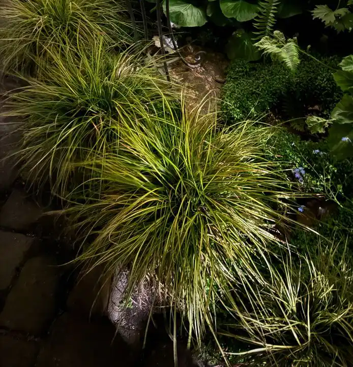 Carex oshimensis Evergold