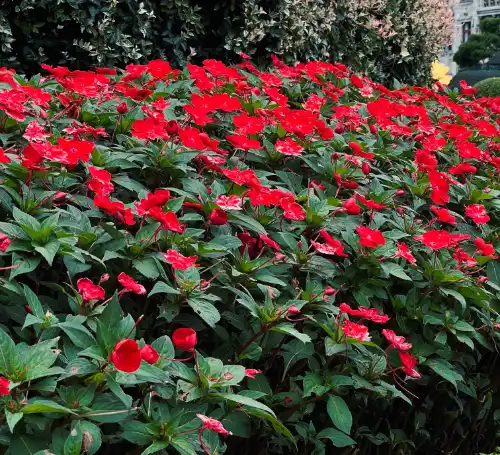 SUNPATIENS