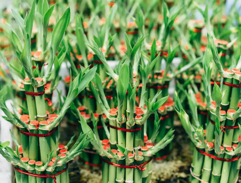 Lucky Bamboo, Bambù Nano