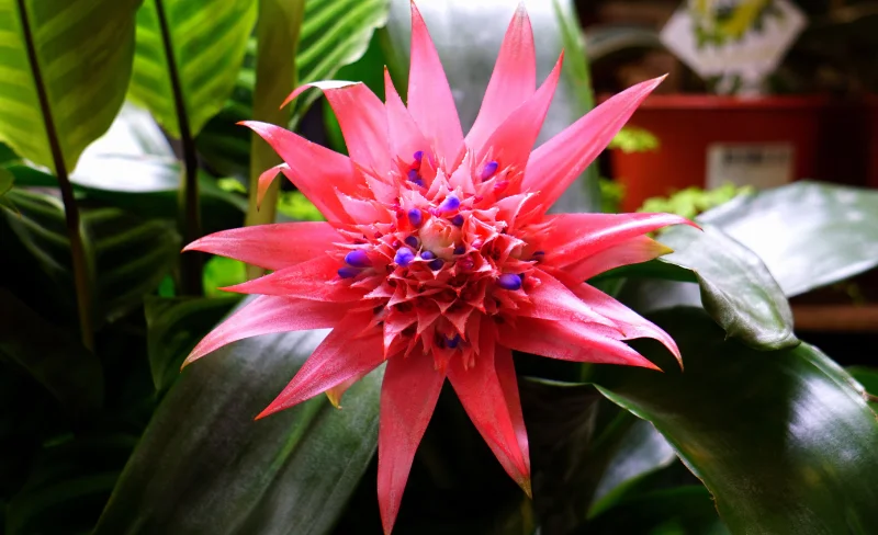 Aechmea Primera, Bilbergia