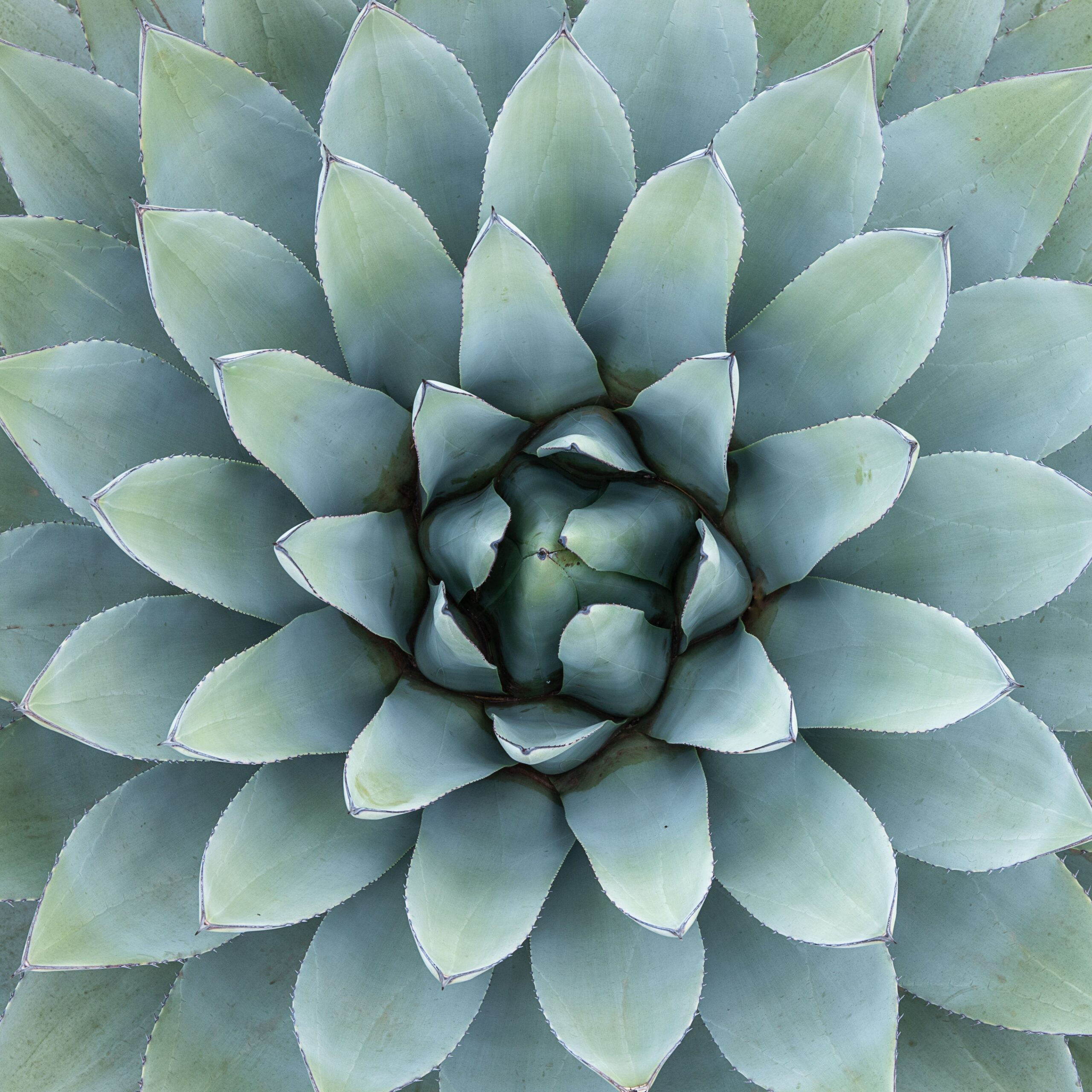 From above of blue green leaves of exotic succulent plant with spiky edges