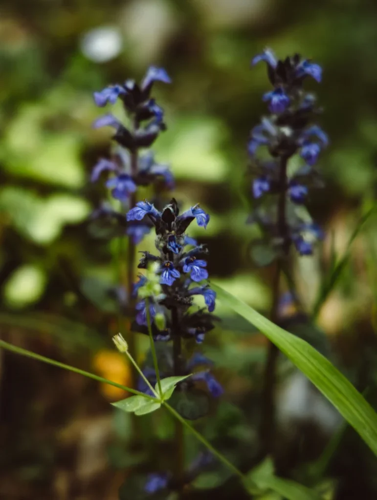 Ajuga
