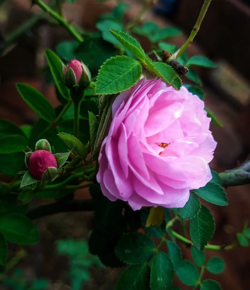 Rosa
