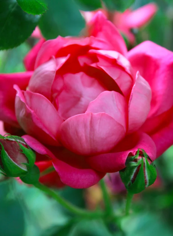 Rosa a Grandi Fiori