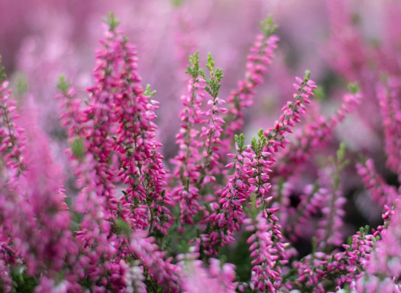Calluna Vulgaris
