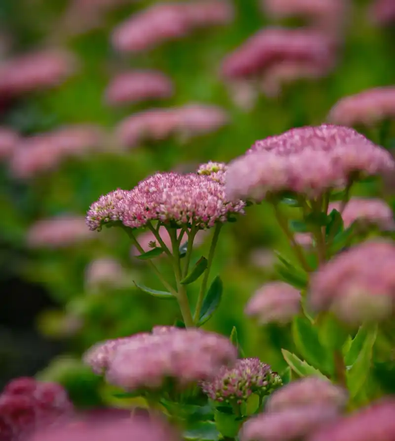 Sedum