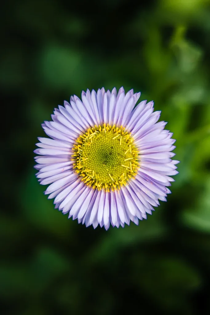 Aster